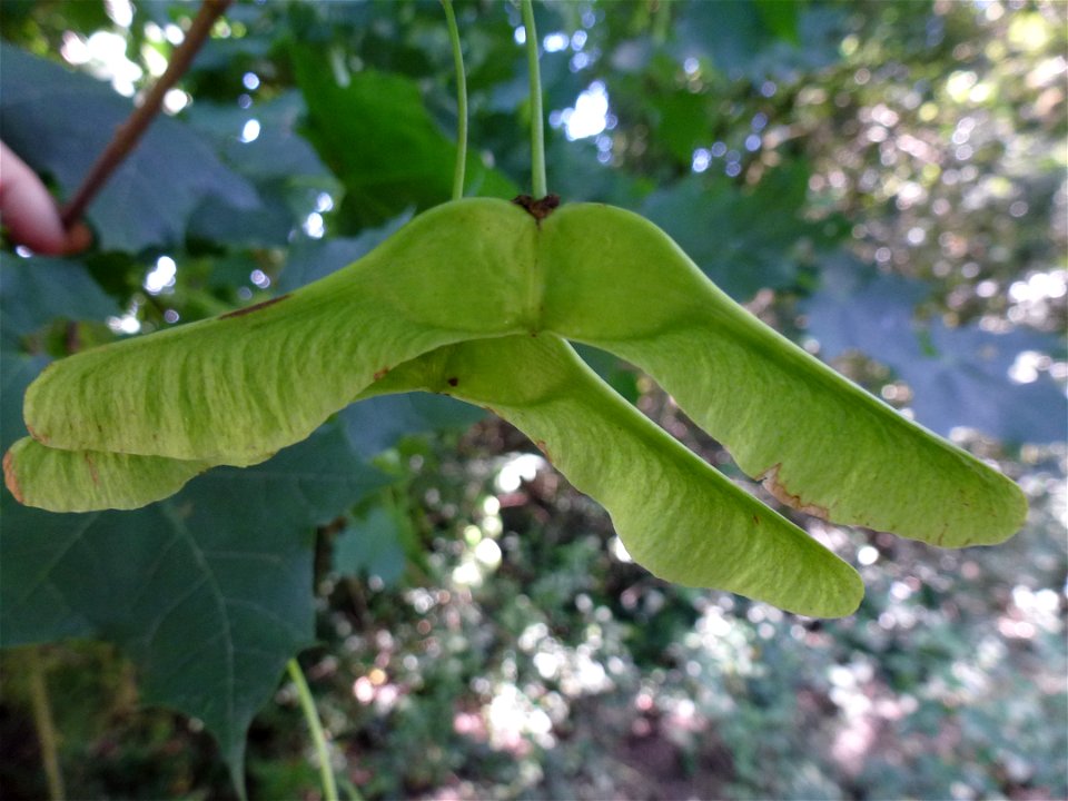 Acer platanoides L., 1753