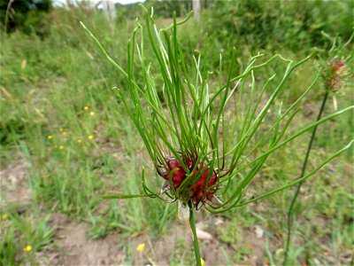 Allium vineale L., 1753