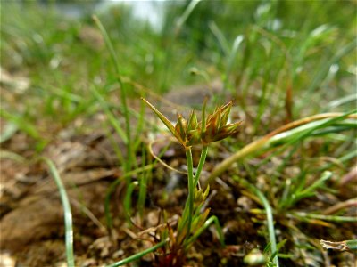 Juncus capitatus Weigel, 1772