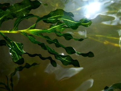 Potamogeton crispus L., 1753