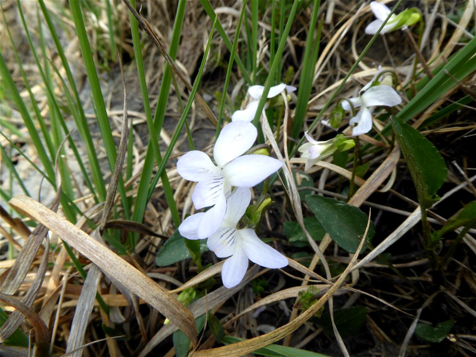 Viola lactea Sm., 1798
