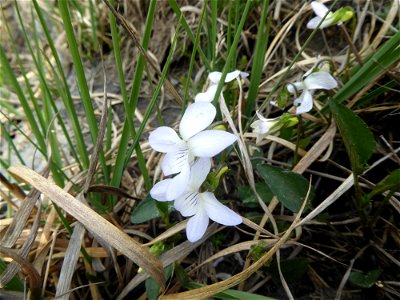 Viola lactea Sm., 1798