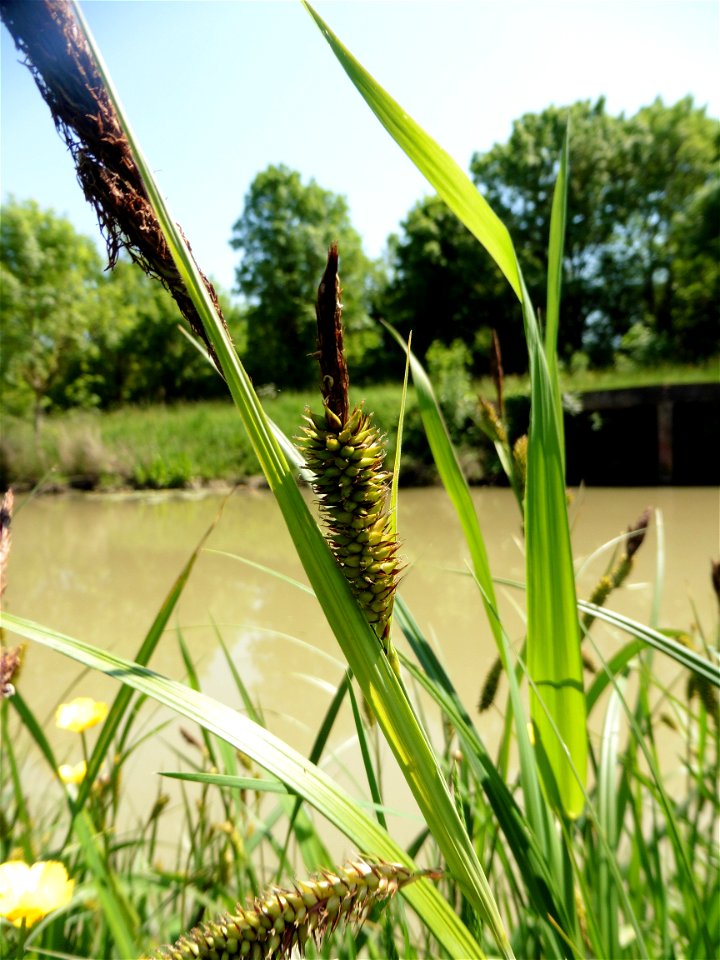 Carex riparia Curtis, 1783