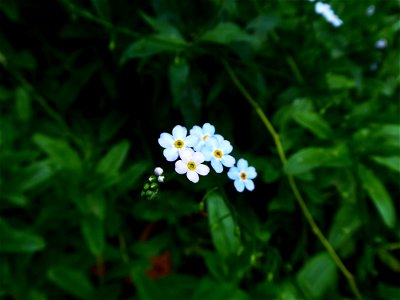 Myosotis scorpioides L., 1753