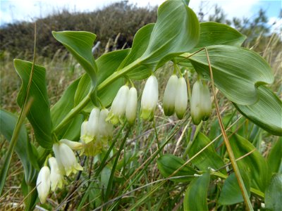 Polygonatum odoratum (Mill.) Druce, 1906