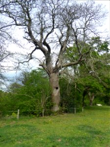 Castanea sativa Mill., 1768