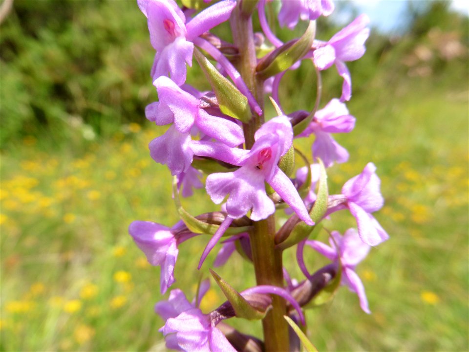 Gymnadenia conopsea (L.) R.Br., 1813