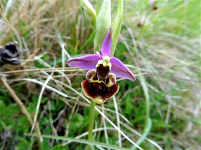 Ophrys scolopax Cav., 1793