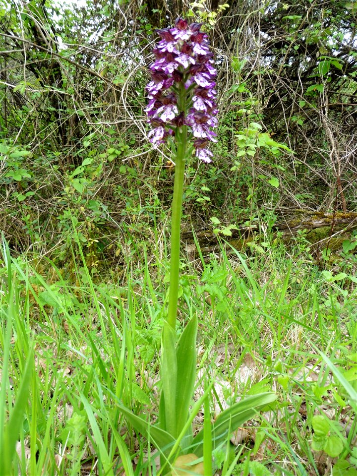 Orchis purpurea Huds., 1762