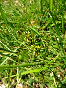 Carex spicata Huds., 1762