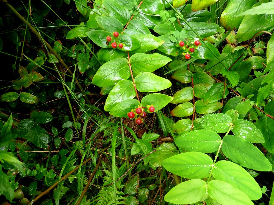 Hypericum androsaemum L., 1753
