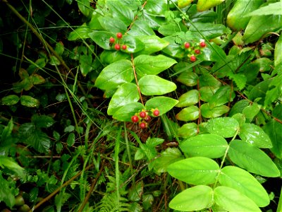 Hypericum androsaemum L., 1753