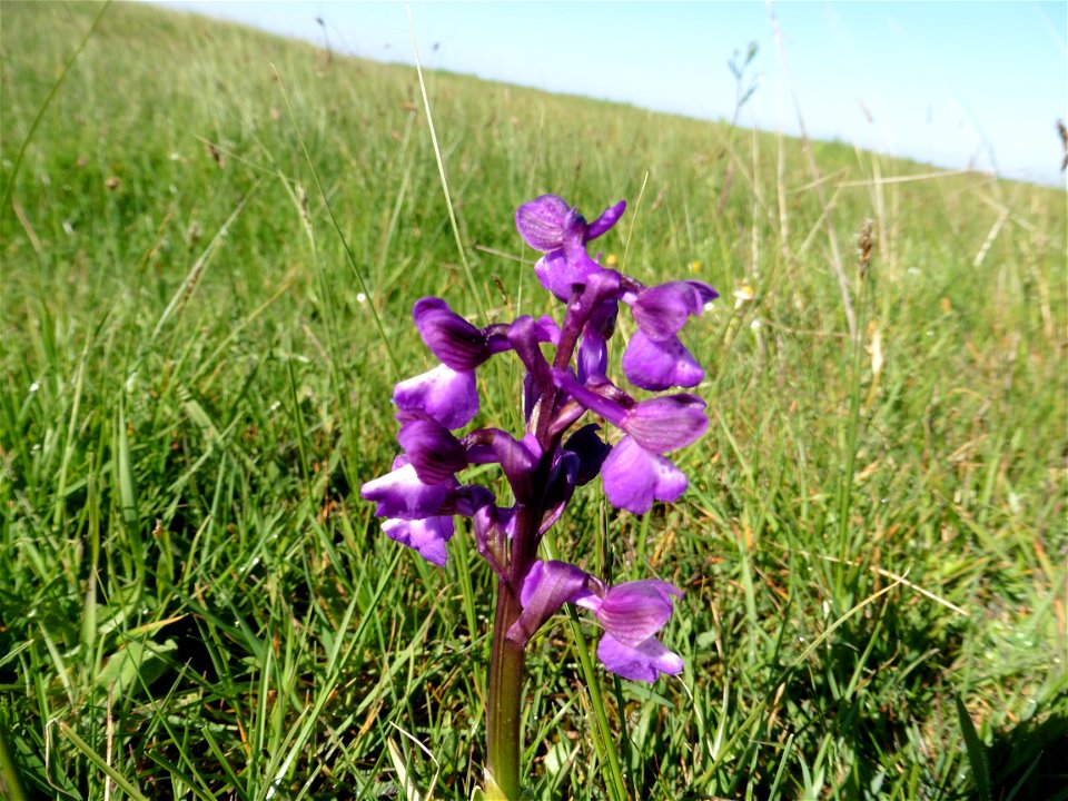 Anacamptis morio (L.) R.M.Bateman, Pridgeon & M.W.Chase, 1997