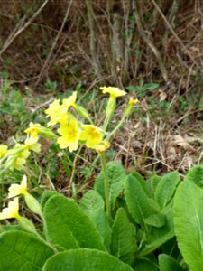 Primula x polyantha Mill., 1768
