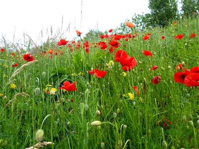 Papaver rhoeas L., 1753