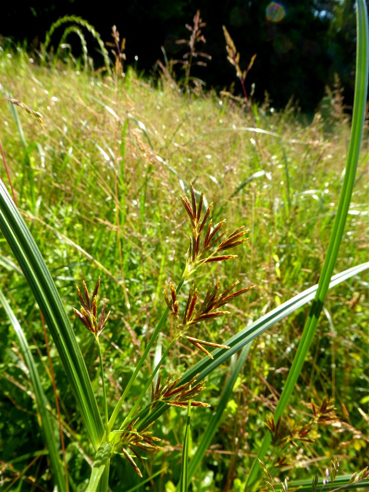 Cyperus longus L., 1753