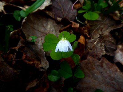 Oxalis acetosella L., 1753
