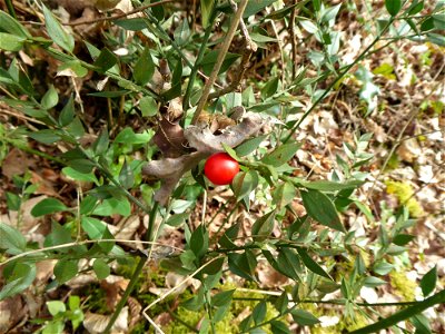 Ruscus aculeatus L., 1753