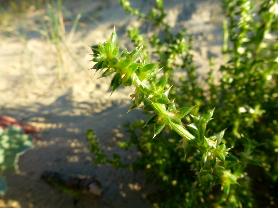Salsola kali L., 1753