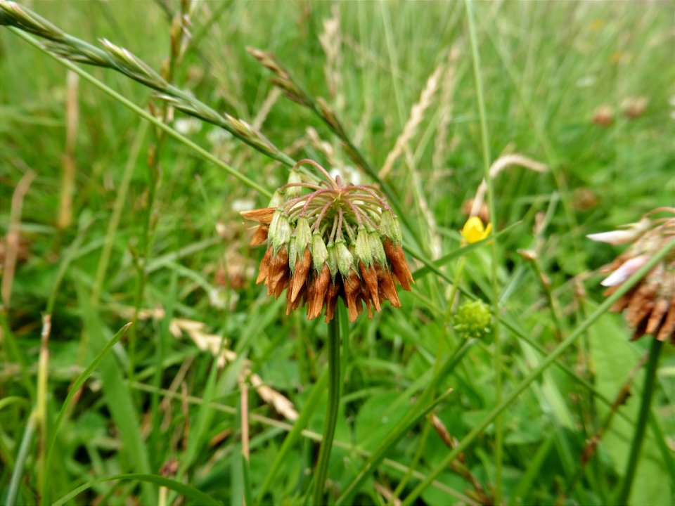 Trifolium repens L., 1753