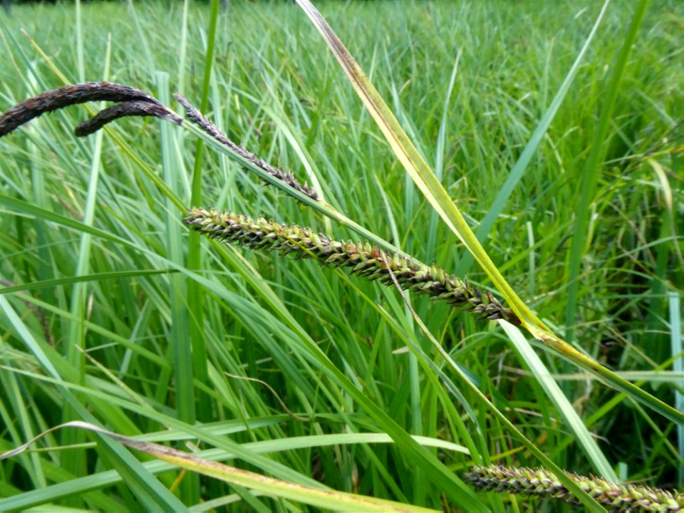 Carex acutiformis Ehrh., 1789