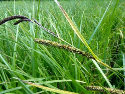 Carex acutiformis Ehrh., 1789