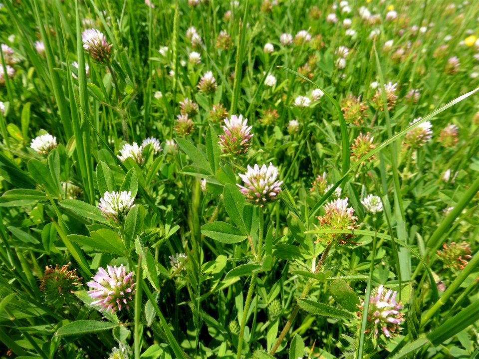 Trifolium squamosum L., 1759