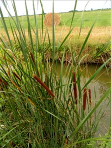 Typha angustifolia L., 1753