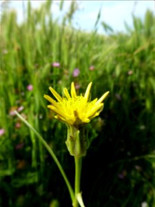 Podospermum laciniatum (L.) DC., 1805