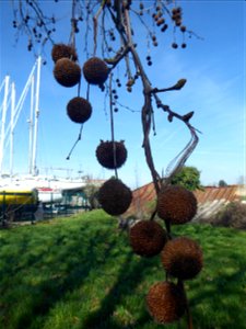 Platanus x hispanica Mill. ex Münchh., 1770