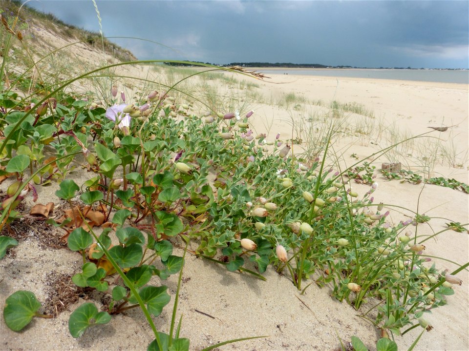 Silene uniflora subsp. thorei (Dufour) Jalas, 1984