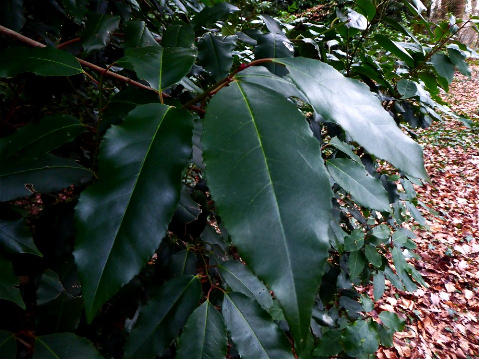 Prunus L., 1753