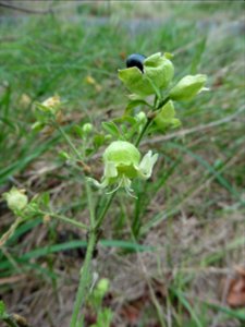 Silene baccifera (L.) Roth, 1788