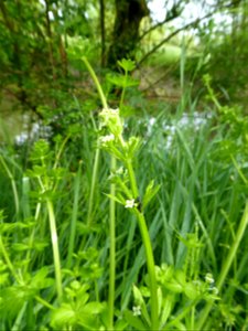 Galium mollugo L., 1753
