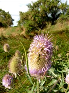 Dipsacus fullonum L., 1753