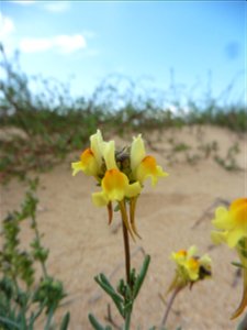 Linaria supina (L.) Chaz., 1790
