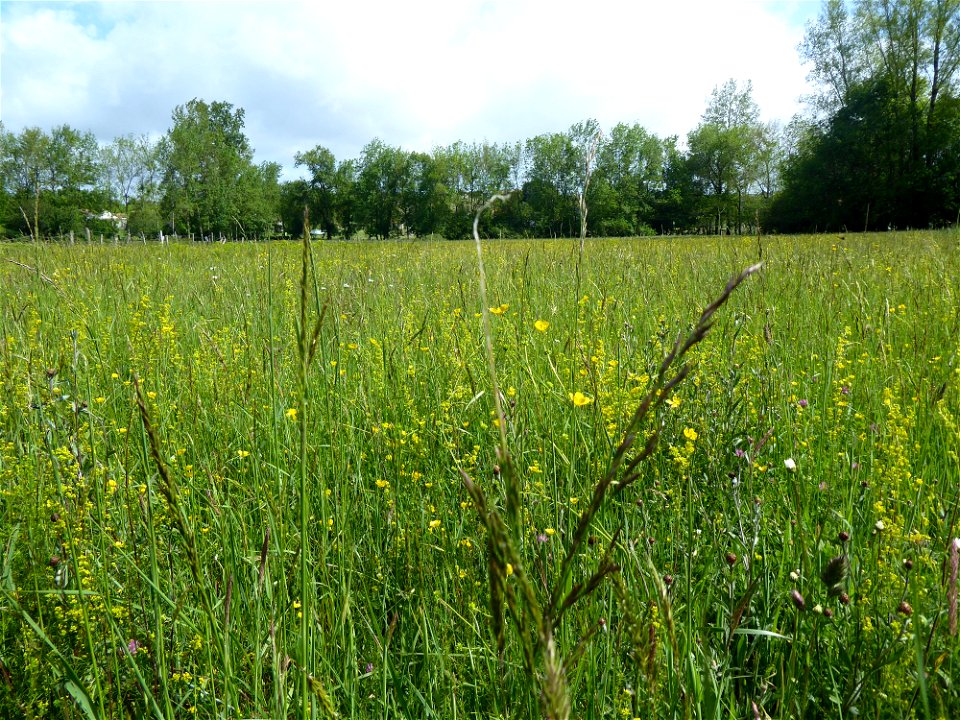 Prairie mésohygrophile remarquable