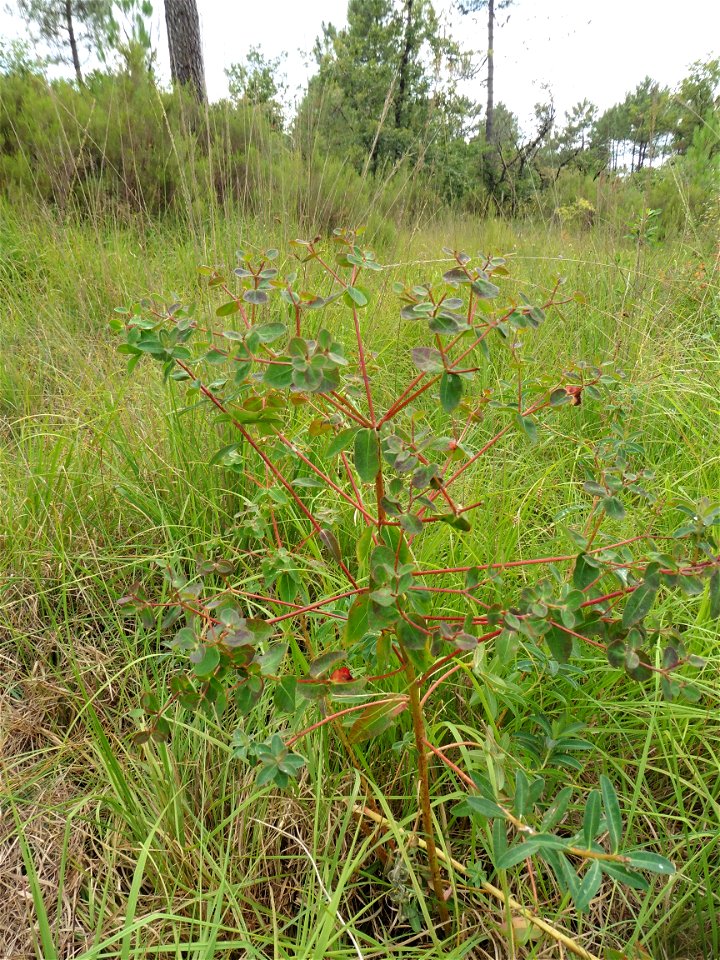 Euphorbia illirica Lam., 1788