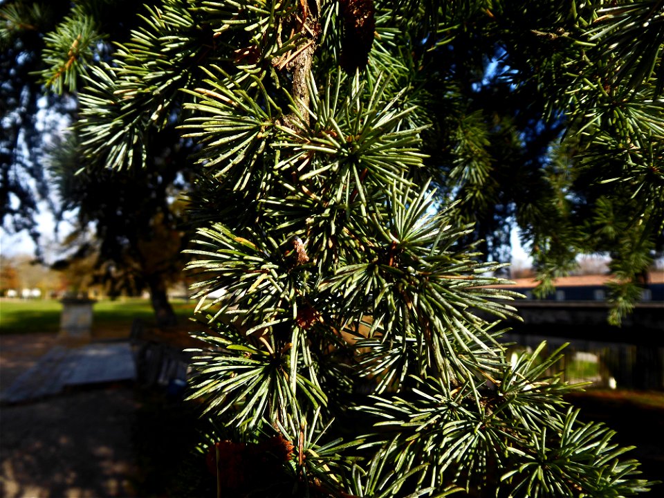 Cedrus cf.atlantica (Manetti ex Endl.) Carrière, 1855