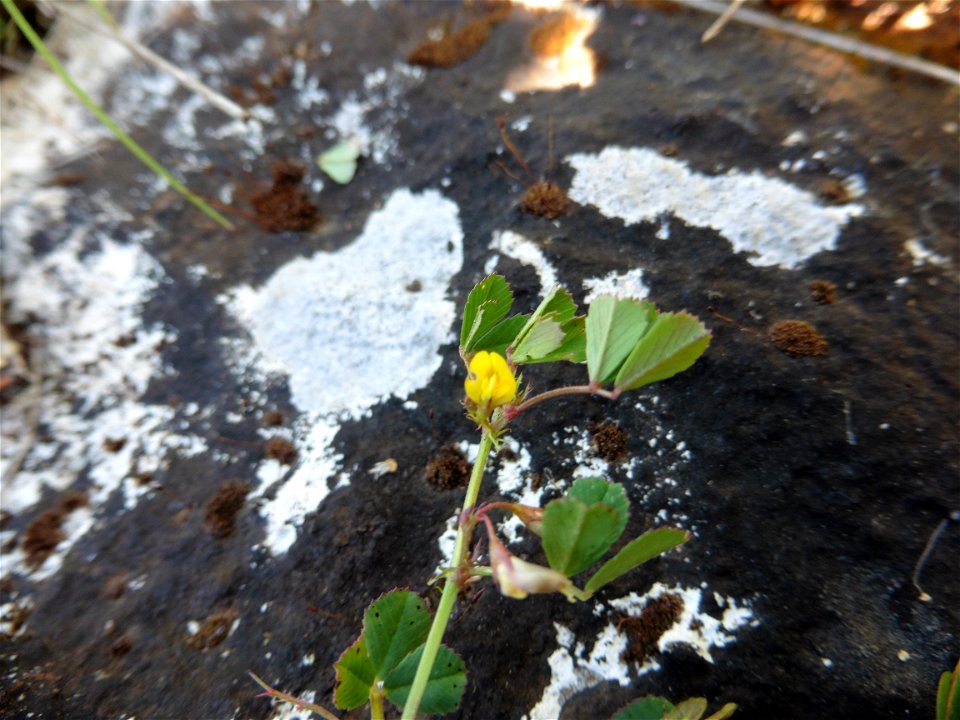 Medicago orbicularis (L.) Bartal., 1776