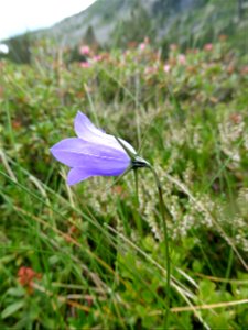 Campanula scheuchzeri Vill., 1779