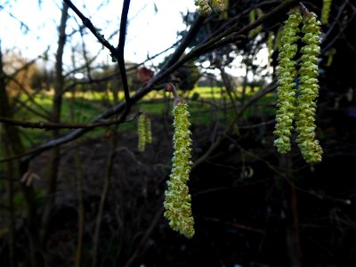 Corylus avellana L., 1753