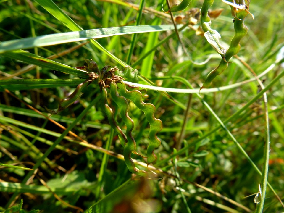 Hippocrepis comosa L., 1753