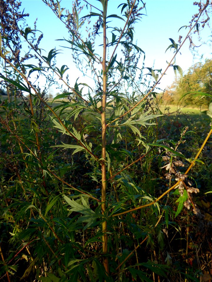 Artemisia vulgaris L., 1753
