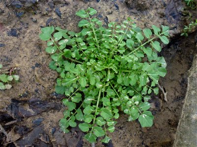 Cardamine flexuosa With., 1796
