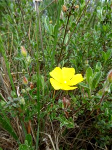 Cistus lasianthus subsp. alyssoides (Lam.) Demoly, 2006