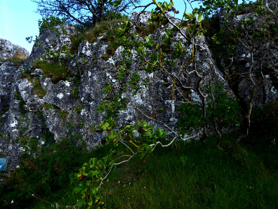Rhamnus alpina L., 1753