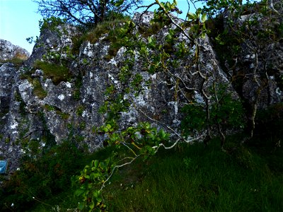 Rhamnus alpina L., 1753