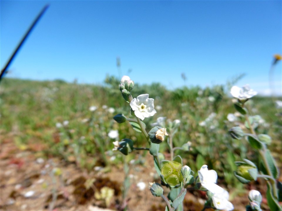 Omphalodes littoralis Lehm., 1818