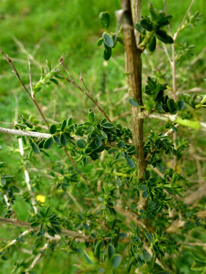 Adenocarpus complicatus (L.) J.Gay, 1836
